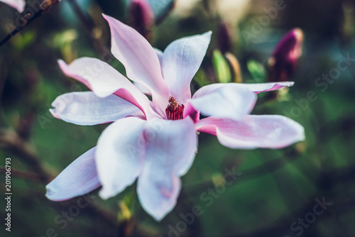 Magnolia. A view of a magnolia flower.