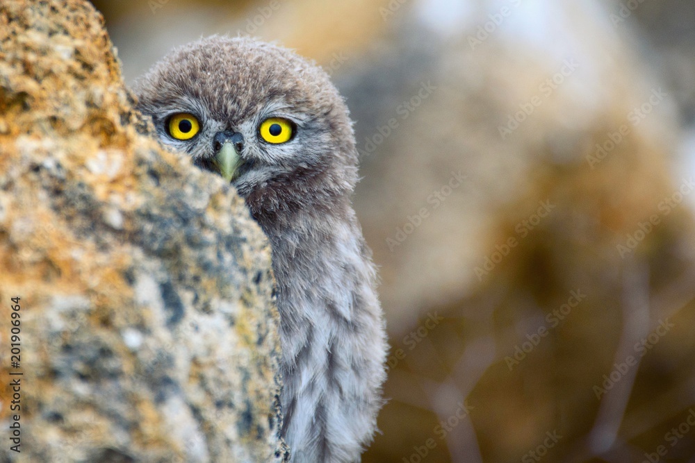 A young little owl (Athene noctua) peeps out of the stone