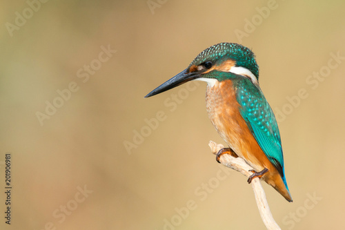 Common Kingfisher (Alcedo atthis) sitting on a beautiful background