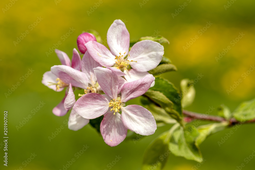 Apfelblüten Apfelblüten