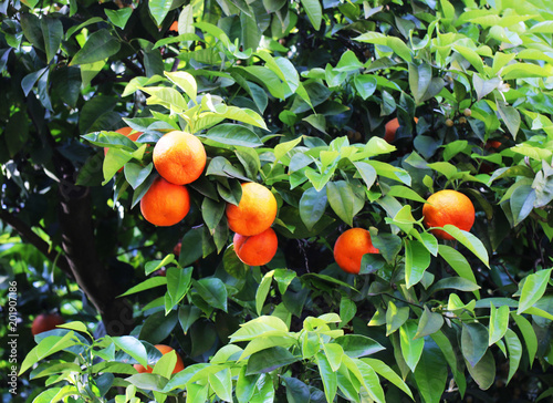 A magnificently brightly lit orange tree with tasty ripe fruit and emerald green leaves on a sunny morning in the Mediterranean 