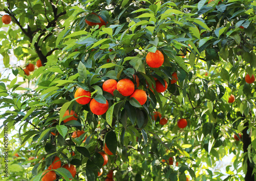 Set of tasty ripe oranges hanging from an orange tree among bright green leaves on a sunny day in Spain