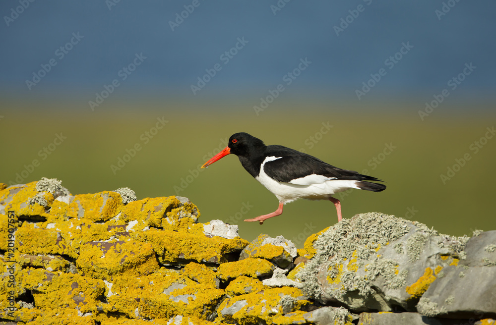 Eurasian oystercatcher walking on a stone fence Eurasian oystercatcher walking on a stone fence