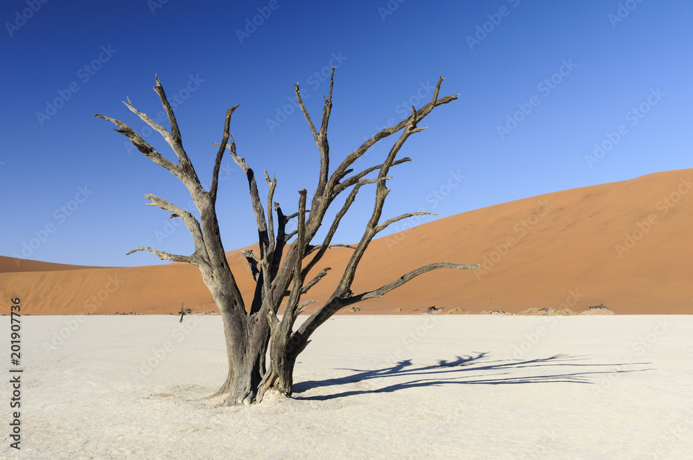 Dead acacia trees and dunes in the Namib desert / Dunes and dead acacia trees in the Namib desert, Dead Vlei, Sossusvlei, Namibia, Africa. Dead acacia trees and dunes in the Namib desert / Dunes and dead acacia trees in the Namib desert, Dead Vlei, Sossusvlei, Namibia, Africa.