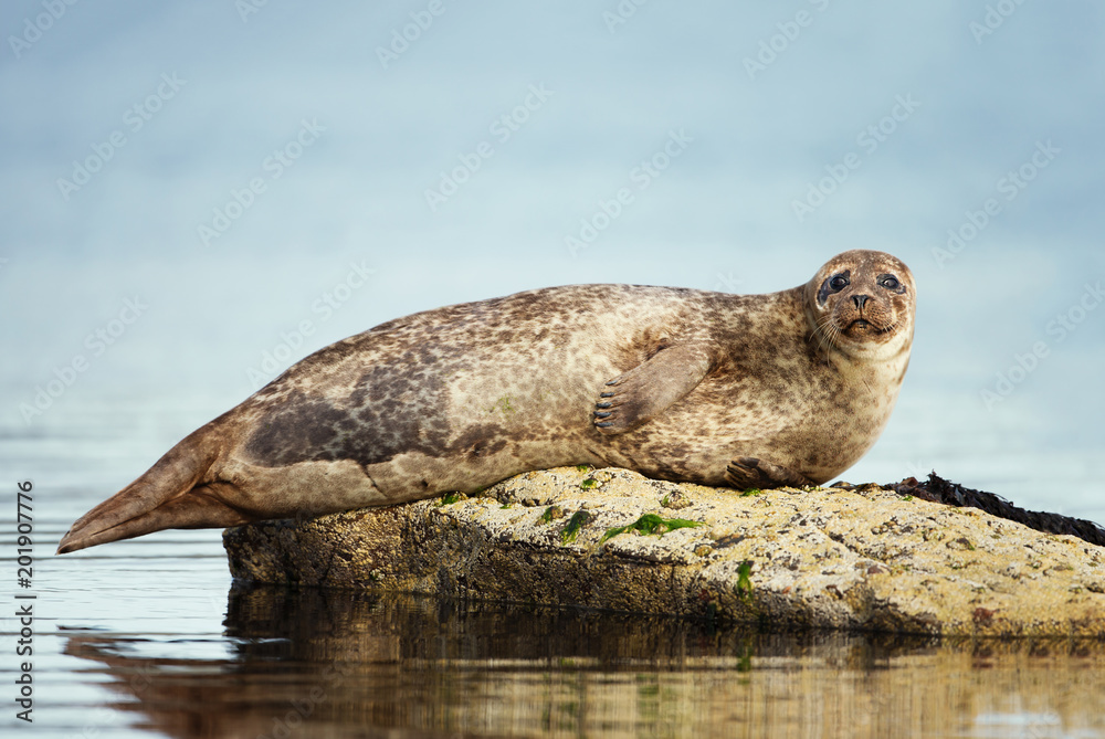Fototapeta premium Common Seal lying on the rock