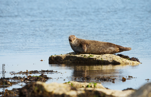 Common Seal lying on the rock