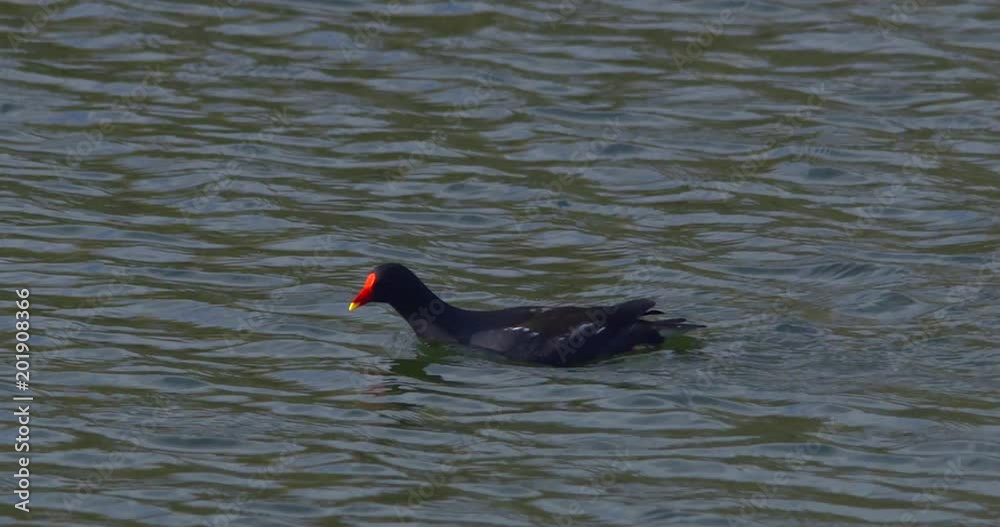 Moorhen moving through lake water sunshine slow motion Moorhen moving through lake water sunshine slow motion