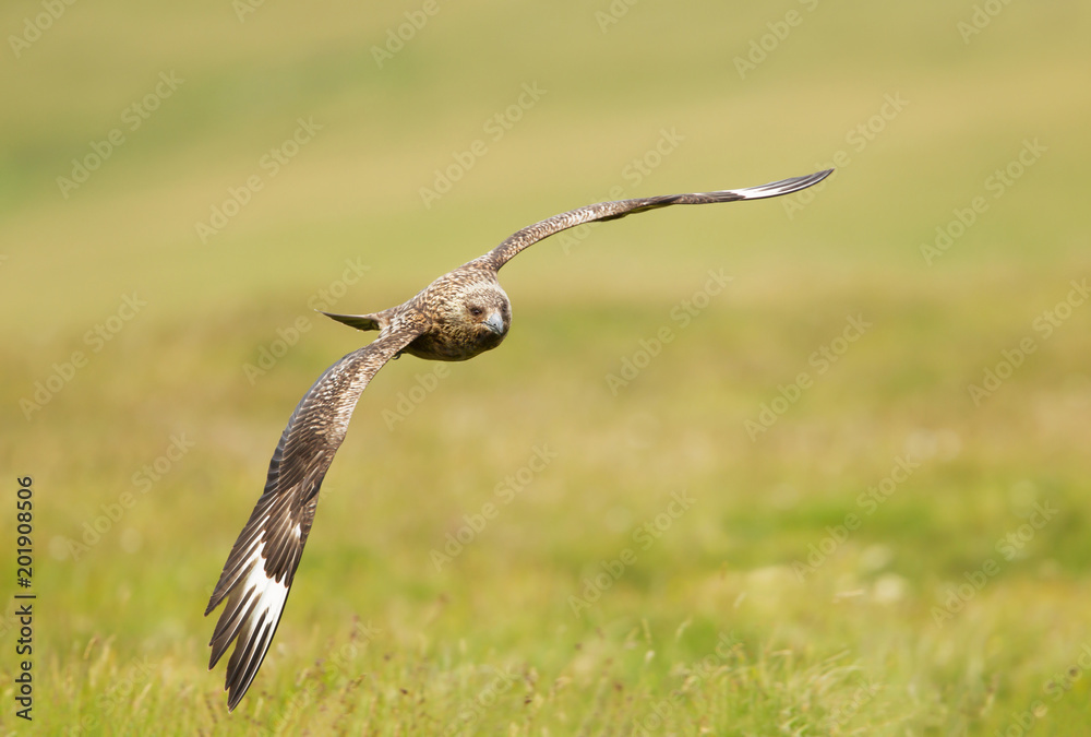 Great skua in flight, Shetland islands. Great skua in flight, Shetland islands.