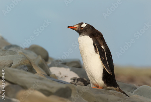 Close up of a Gentoo penguin standing on rocks