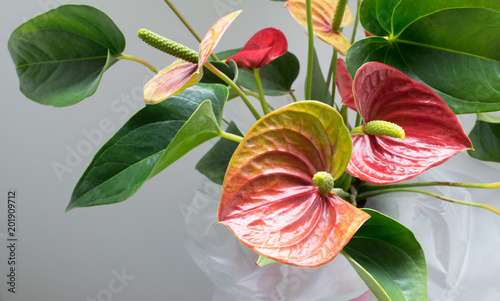 bright anthurium flowers close up portrait photo