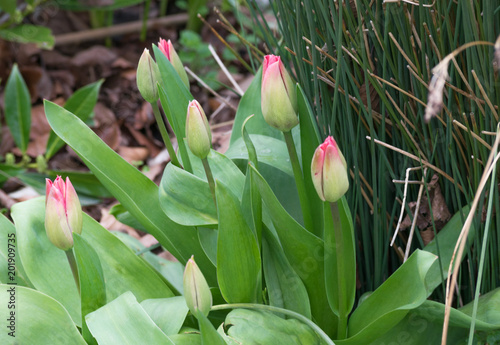 early spring lawn with flowers