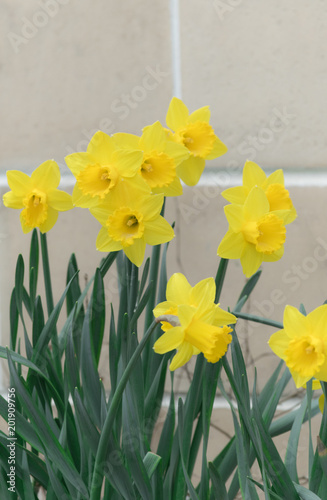 Bunch of yellow bright flowers vertical shot