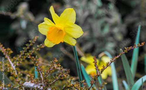 Bright yellow daffodil with orange crown framed between branches blurred natural background