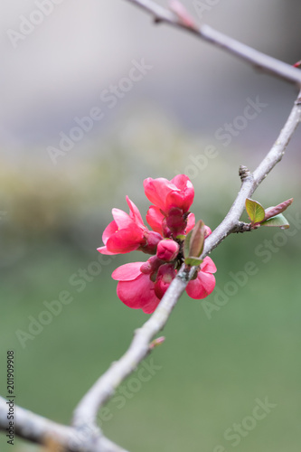 rosette of hot pink quince flowers framed between branches at spring time blurred background