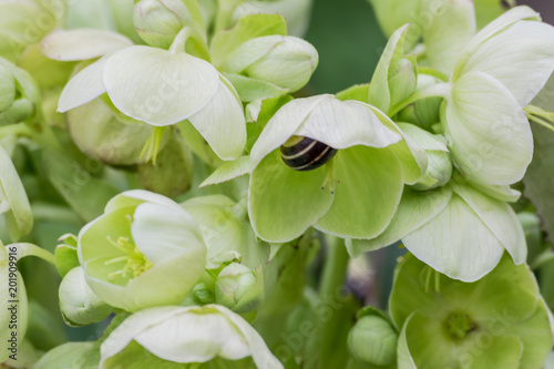 garden life of the helliborous foetidas including snail guest blurred background