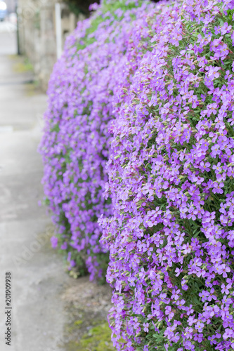 Blooming lilac street pass move away