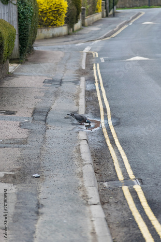 Thirsty pigeon on the street road near double yellow line