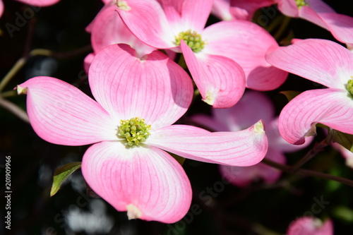 Blumen-Hartriegel photo