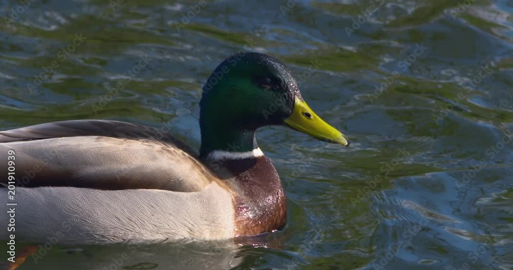 Mallard duck sunshine pond close up slow motion Mallard duck sunshine pond close up slow motion