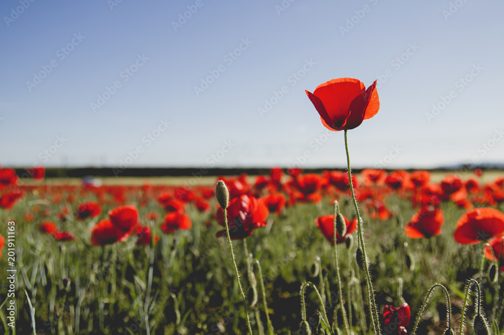 Obraz premium A red field with common poppies growing wild in spring