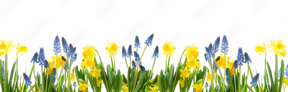 Panorama von Frühlingsblumen vor weissem Hintergrund
