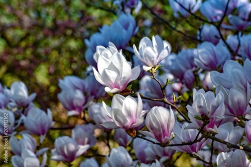 Gęsto kwitnące magnolie biało-różowe
