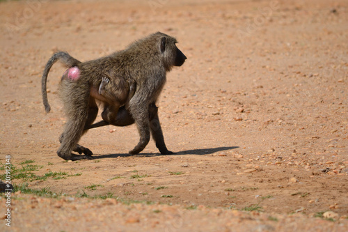 Baboon in Africa