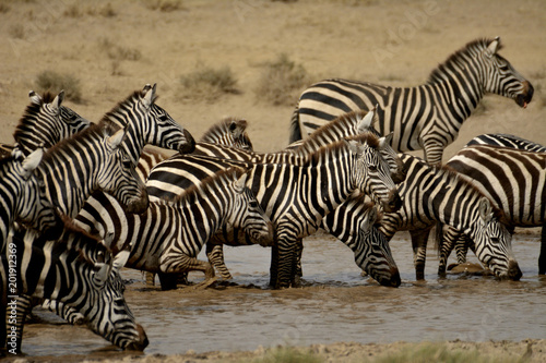 zebres boivent