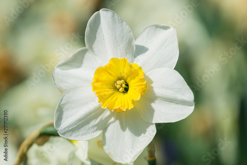 Fototapeta Naklejka Na Ścianę i Meble -  Weiße Schalen Narzisse (Narcissus) blüht im Licht der Frühlingssonne.	 