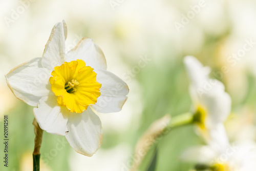 Fototapeta Naklejka Na Ścianę i Meble -  Weiße Schalen-Narzisse (Narcissus) im strahlenden Licht der Frühlingssonne. 