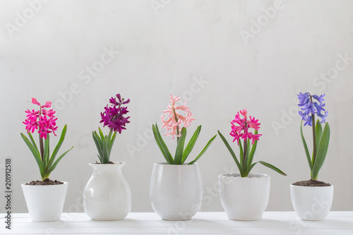 Wallpaper Mural hyacinth in pot on white background Torontodigital.ca