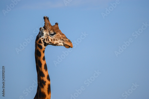 Giraffe in Uganda © Beto Borges