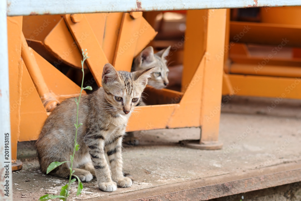 Obraz premium Cat.