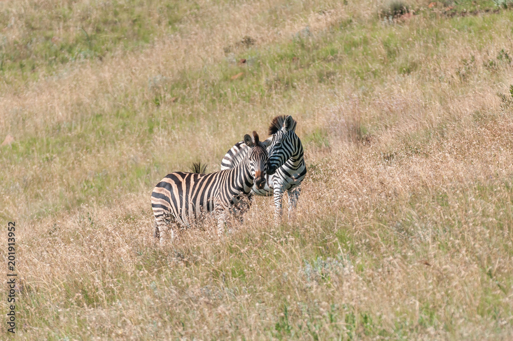 Naklejka premium Two Burchells zebras, Equus quagga burchellii, interacting
