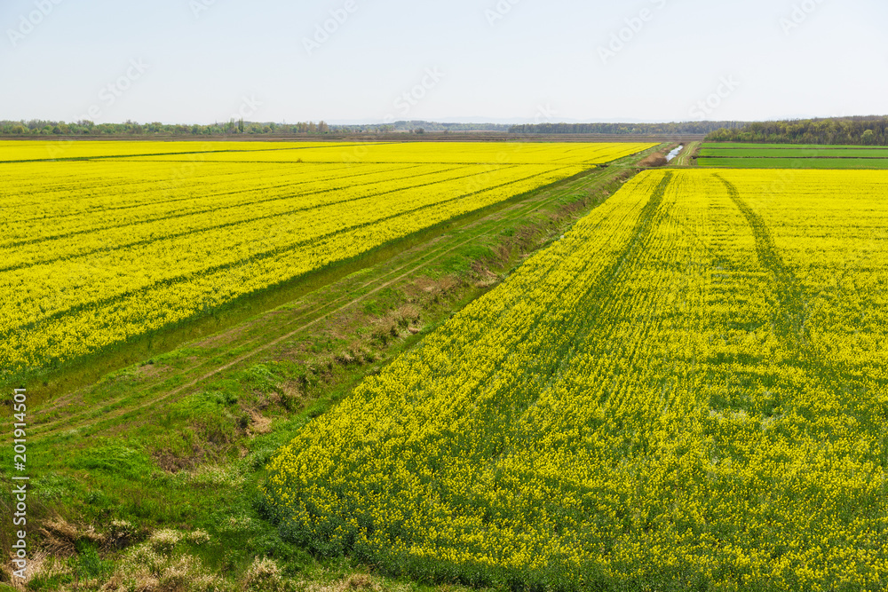 Flowering flat strip rape (lat. Brassica napus). The agricultural landscape Flowering flat strip rape (lat. Brassica napus). The agricultural landscape