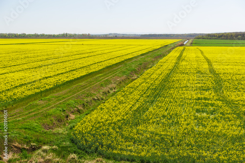 Flowering flat strip rape  lat. Brassica napus . The agricultural landscape
