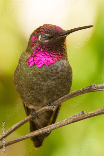 Sleeping hummingbird