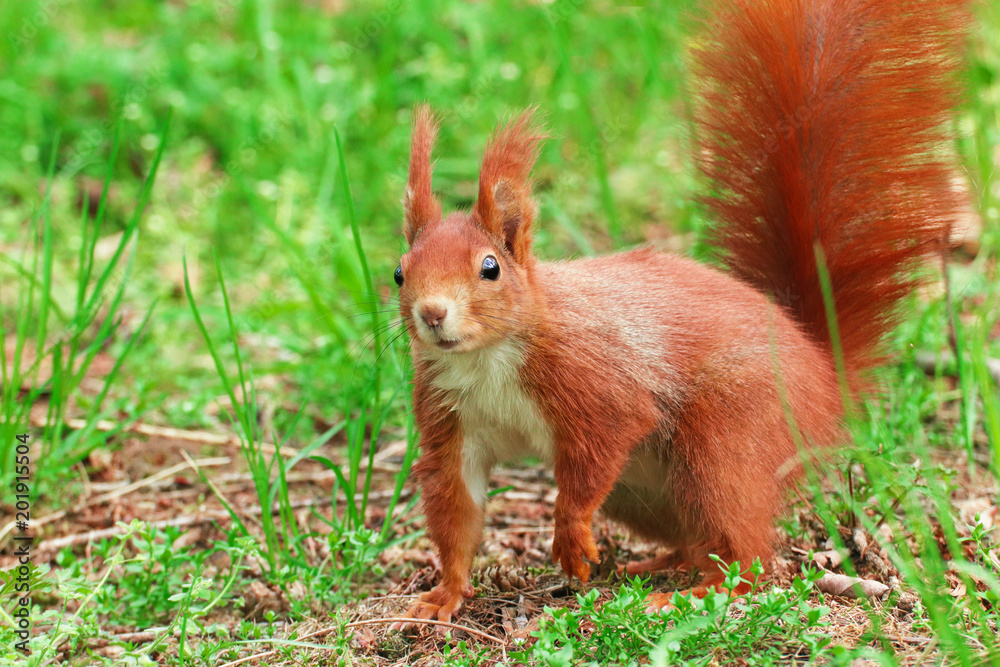 squirrel in the grass Sciurus vulgaris squirrel in the grass Sciurus vulgaris