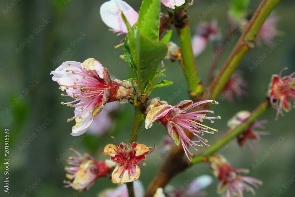 Flores de cerezo
