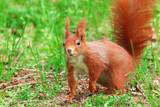 squirrel in the grass Sciurus vulgaris