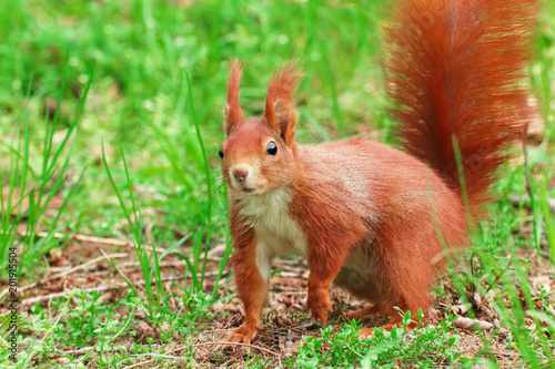 squirrel in the grass Sciurus vulgaris © denisapro