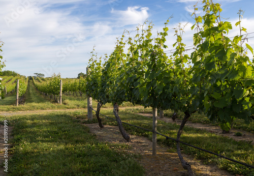 Vineyards