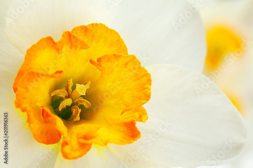 Fototapeta Naklejka Na Ścianę i Meble -  Narcissus spring flower on white
