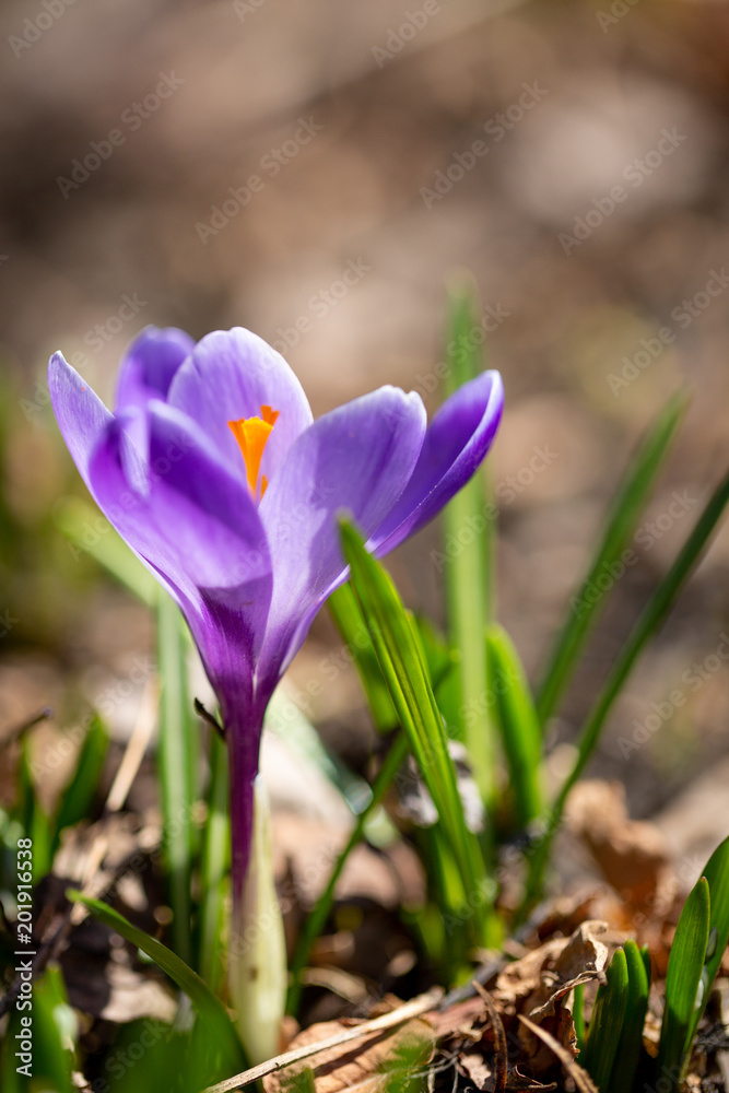 Purple crocus with a soft background Purple crocus with a soft background