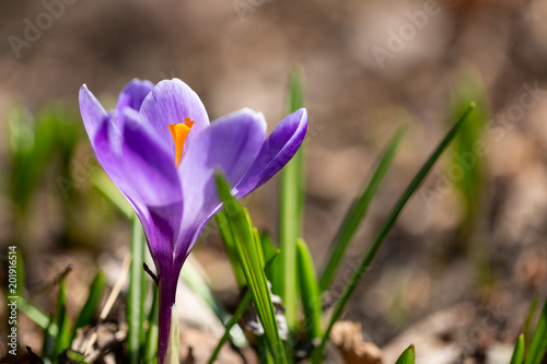 Purple crocus with a soft background