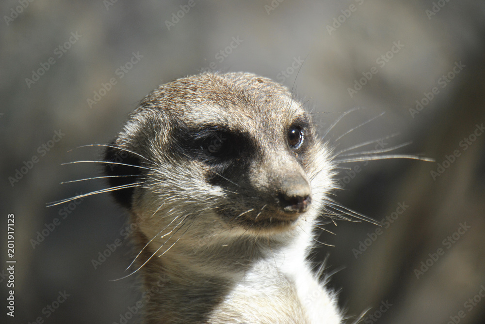 Fototapeta premium Meerkat looking out for danger