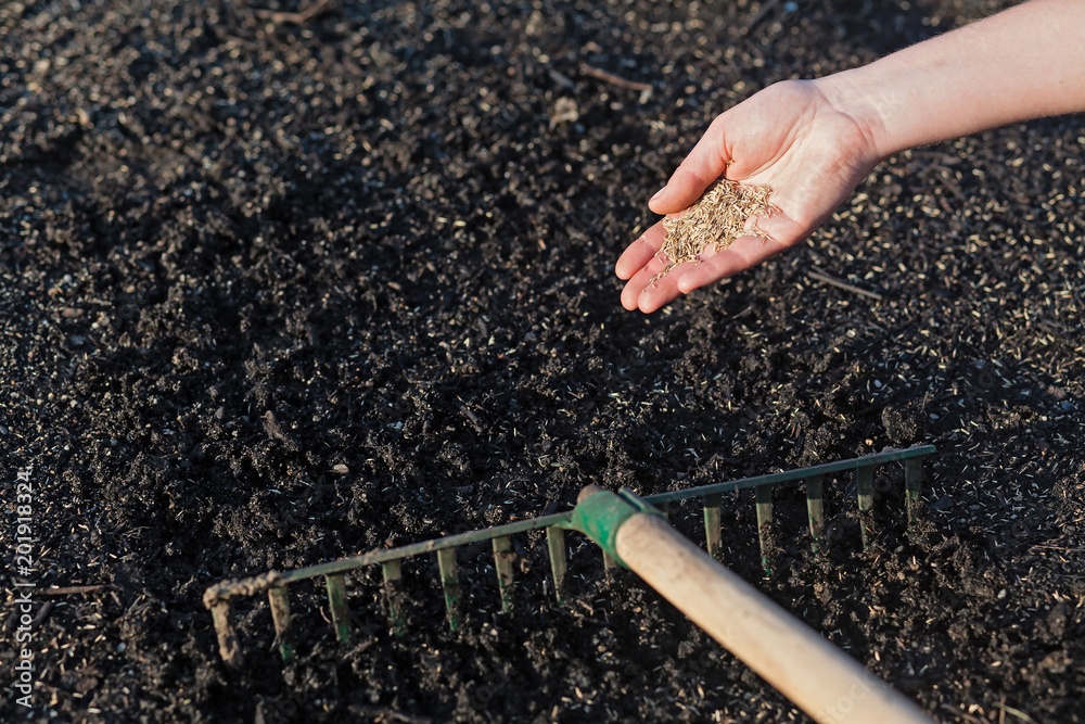 Planting a new lawn.