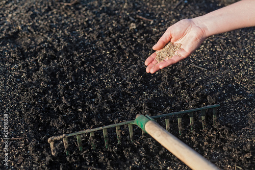 Obraz na płótnie Planting a new lawn. w salonie
