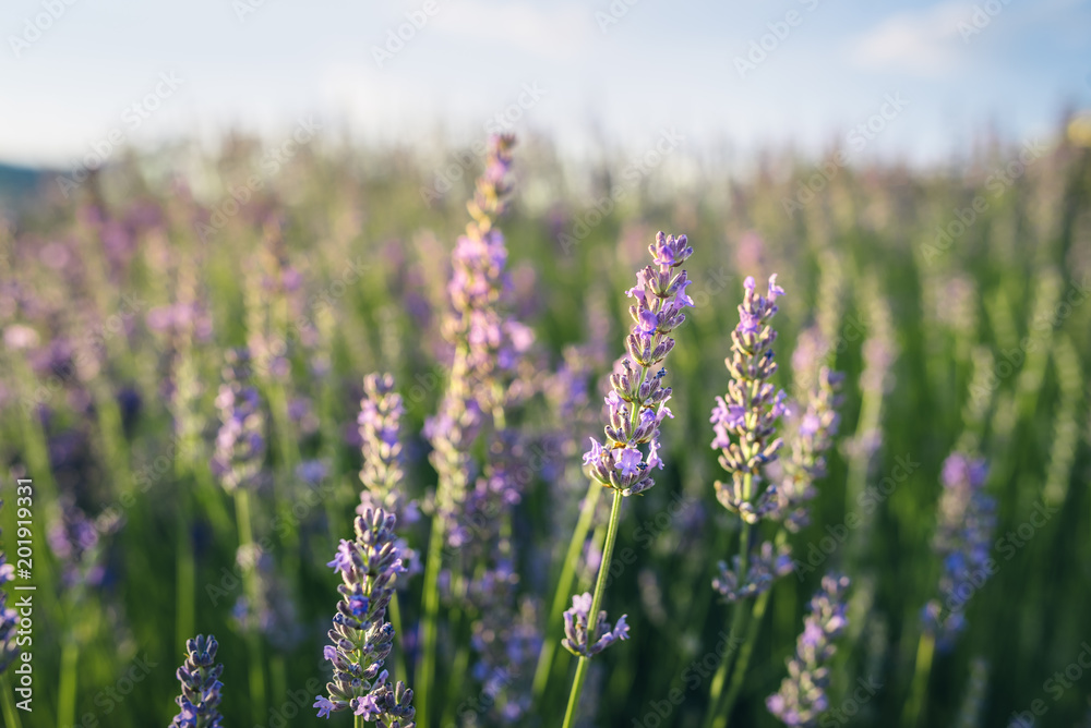 Obraz premium Purple lavender field at sunset.