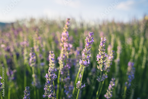 Purple lavender field at sunset.